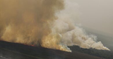 Dino homologa parcialmente plano anti-incêndios na Amazônia e Pantanal