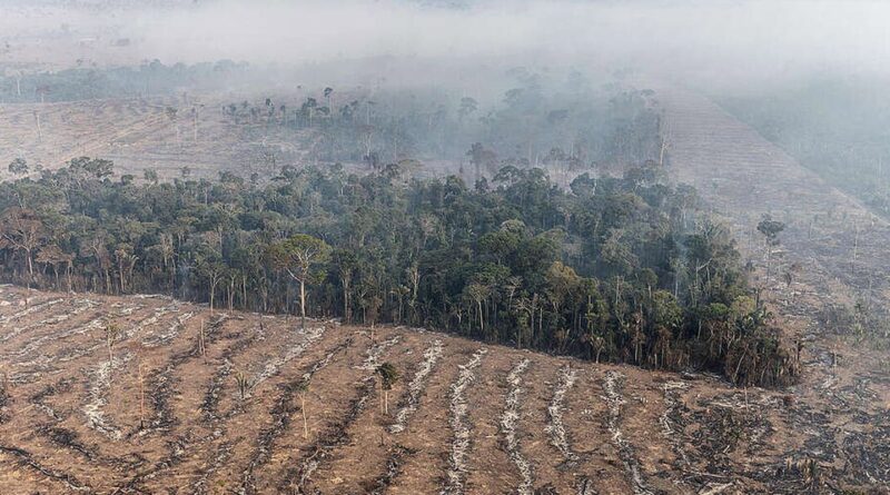 Fundo da Amazônia terá contribuição de R$ 91 milhões da Irlanda