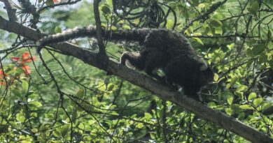 Terapia adaptada diminui mortes por Febre Amarela em 84%