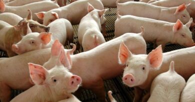 Chile passará a importar carne suína do Paraná