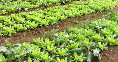 Conab: preço da batata e da alface caiu em março