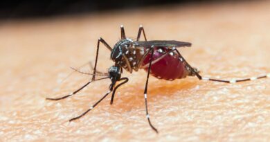 Falta de diagnóstico é obstáculo para eliminação da malária no Brasil