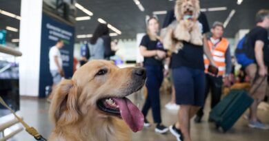 Aéreas podem se negar a embarcar animais de suporte emocional, diz STJ