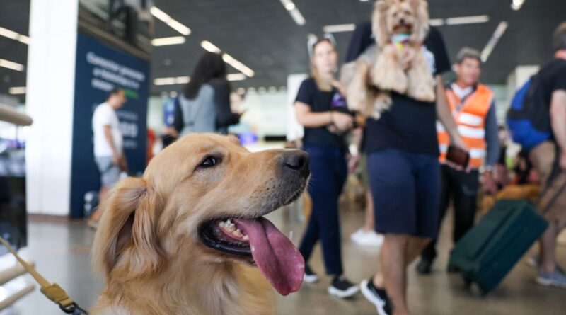 Aéreas podem se negar a embarcar animais de suporte emocional, diz STJ