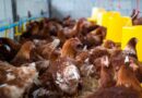 Brasil pode voltar a exportar frango se não apresentar novos casos de gripe aviária em 28 dias, diz ministro