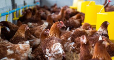 Brasil pode voltar a exportar frango se não apresentar novos casos de gripe aviária em 28 dias, diz ministro