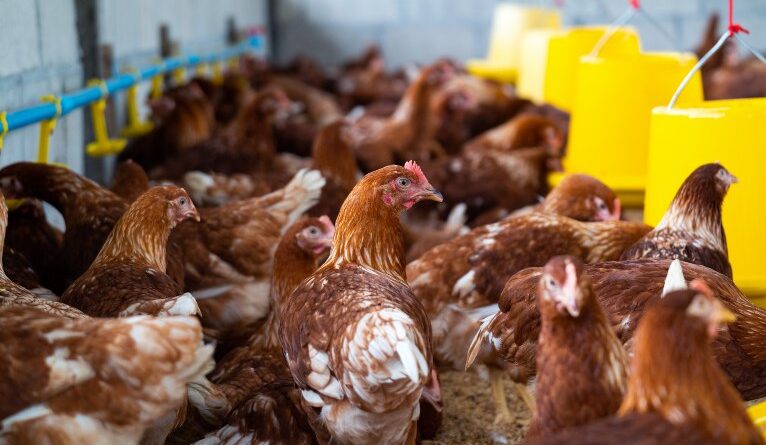 Brasil pode voltar a exportar frango se não apresentar novos casos de gripe aviária em 28 dias, diz ministro