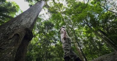 Caminhos da Reportagem mostra resgate de frutas da Mata Atlântica
