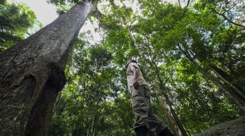 Caminhos da Reportagem mostra resgate de frutas da Mata Atlântica