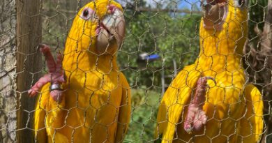 Captura e domesticação colocam animais silvestres em risco