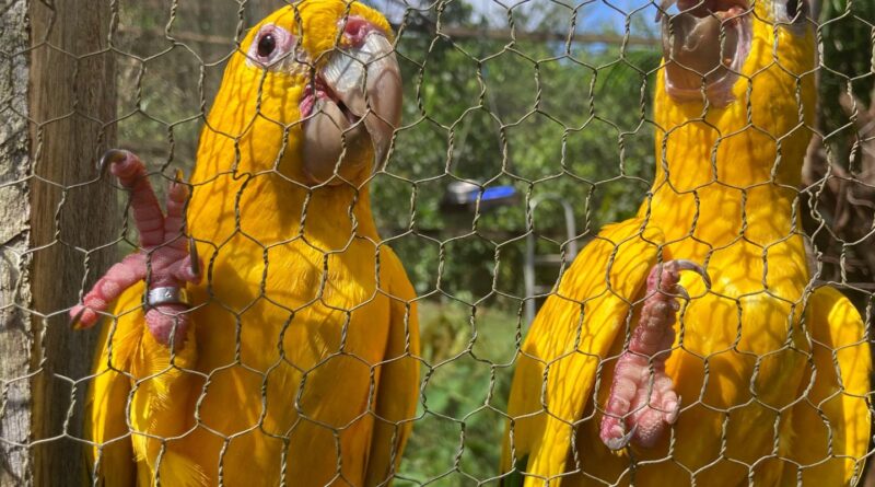 Captura e domesticação colocam animais silvestres em risco