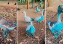 Cidade paulista apura vazamento de corante que tingiu aves em parque