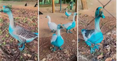Cidade paulista apura vazamento de corante que tingiu aves em parque