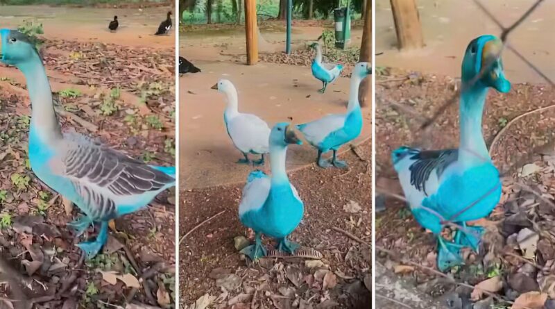 Cidade paulista apura vazamento de corante que tingiu aves em parque