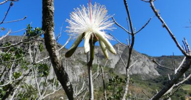 Estudo em morros do Sudeste encontra espécies resistentes ao calor