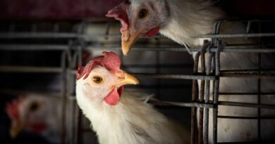 FAO: caso de gripe aviária no Brasil marca nova etapa do vírus