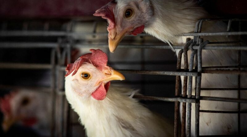 FAO: caso de gripe aviária no Brasil marca nova etapa do vírus
