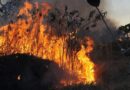 Ibama multa 242 pessoas por incêndios criminosos em 2024