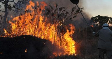 Ibama multa 242 pessoas por incêndios criminosos em 2024
