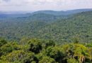 Instituto lança edital para projetos que protejam a Amazônia