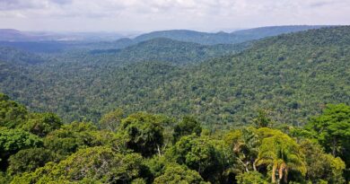 Instituto lança edital para projetos que protejam a Amazônia