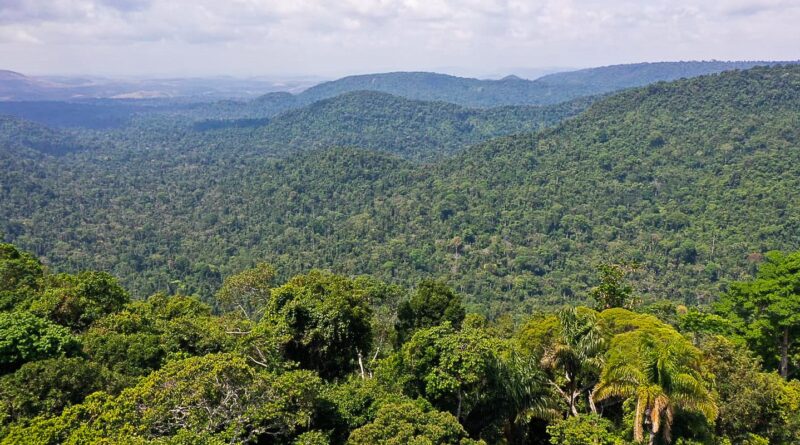 Instituto lança edital para projetos que protejam a Amazônia