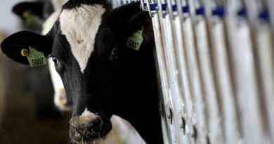 País recebe status internacional como livre de febre aftosa sem vacina