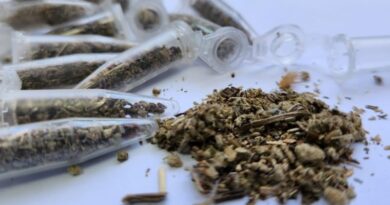 Polícia identifica em Nova Venécia maior apreensão de 'supermaconha' no ES