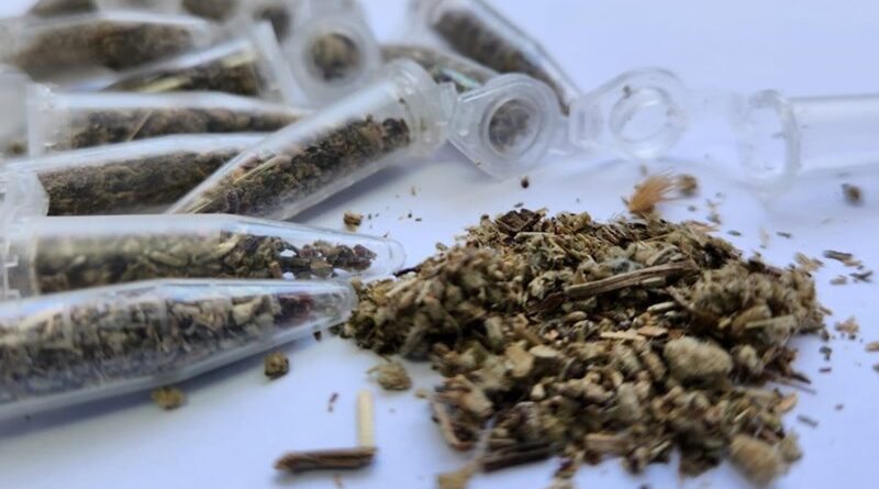 Polícia identifica em Nova Venécia maior apreensão de 'supermaconha' no ES