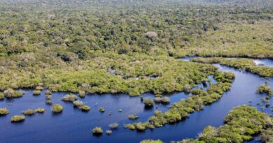 Quase todos os biomas registraram redução do desmatamento em 2024