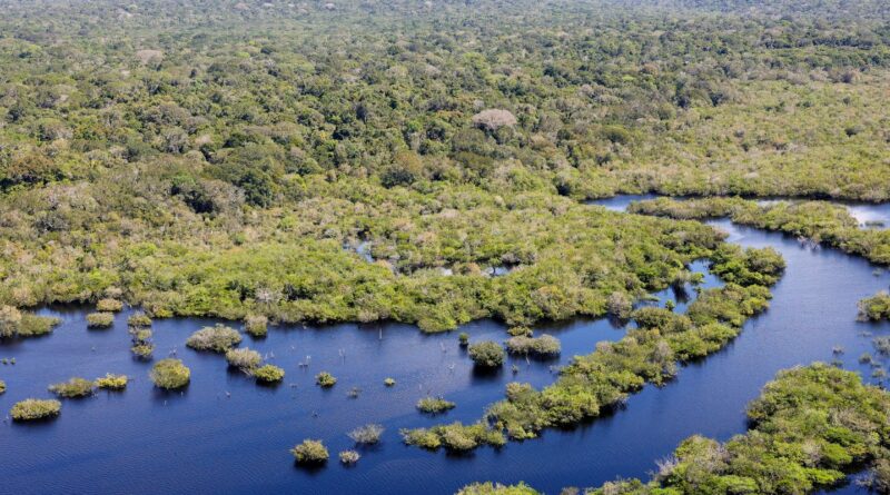 Quase todos os biomas registraram redução do desmatamento em 2024