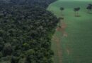 Trópicos registram perda recorde de floresta primária
