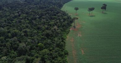 Trópicos registram perda recorde de floresta primária
