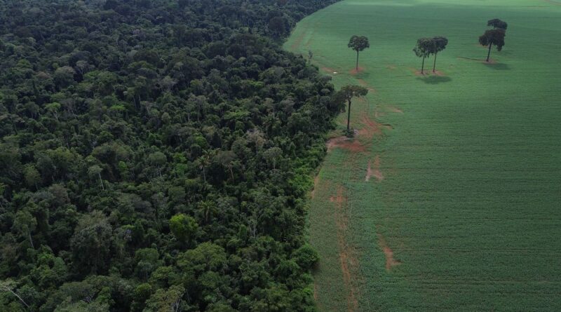 Trópicos registram perda recorde de floresta primária
