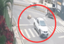 VÍDEO: bezerros furtados caem de carro de suspeito em Nova Venécia
