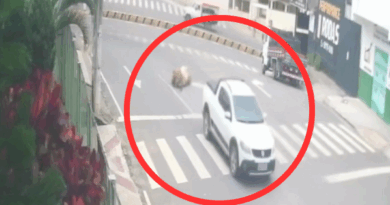 VÍDEO: bezerros furtados caem de carro de suspeito em Nova Venécia