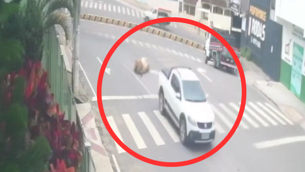 VÍDEO: bezerros furtados caem de carro de suspeito em Nova Venécia