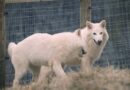 ‘Desextinção’? Entenda caso da empresa que diz ter dado vida à espécie de lobo que viveu na era do gelo