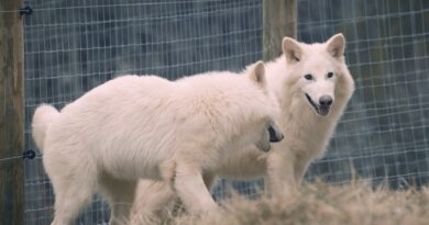 ‘Desextinção’? Entenda caso da empresa que diz ter dado vida à espécie de lobo que viveu na era do gelo