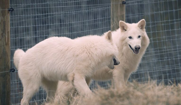 ‘Desextinção’? Entenda caso da empresa que diz ter dado vida à espécie de lobo que viveu na era do gelo