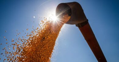 Brasil poderá ter novo recorde na produção de grãos na safra 2024/2025