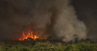 Câmara aprova aumento de punição a quem provocar incêndios florestais