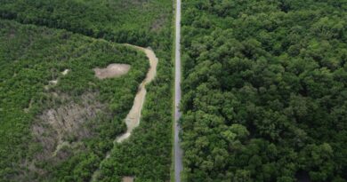 Construção de estradas impacta mangue amazônico