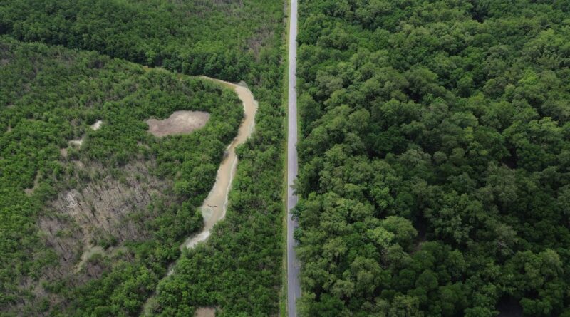 Construção de estradas impacta mangue amazônico