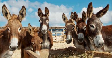 Demanda da China por gelatina medicinal coloca jumento em risco de extinção