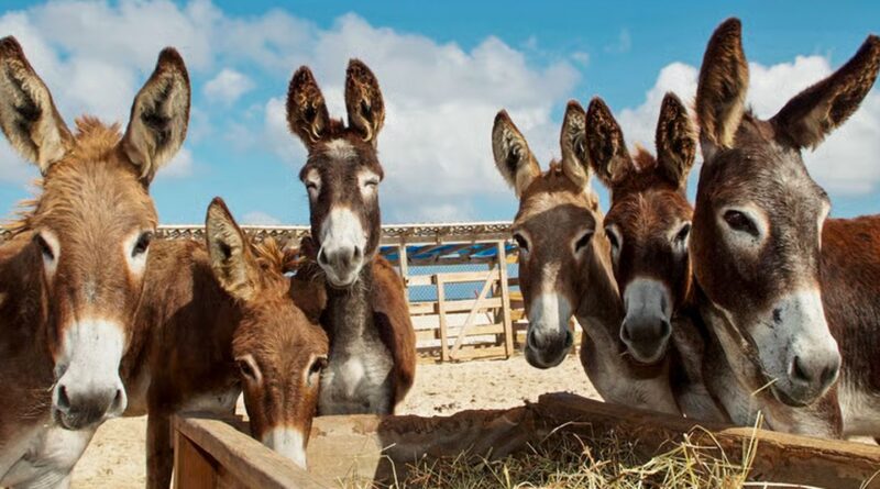 Demanda da China por gelatina medicinal coloca jumento em risco de extinção