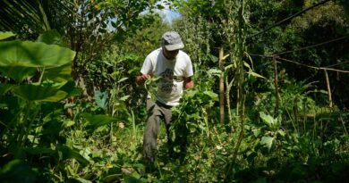 Edital seleciona 36 projetos para fortalecer agricultura familiar