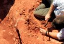 Fóssil descoberto no Brasil lança luz sobre origem dos dinossauros