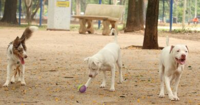 Governo sanciona lei que proíbe tatuagens e piercings em cães e gatos