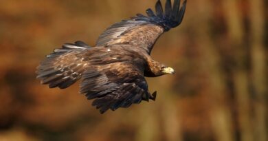 Meio ambiente ganha destaque na programação dominical da TV Cultura